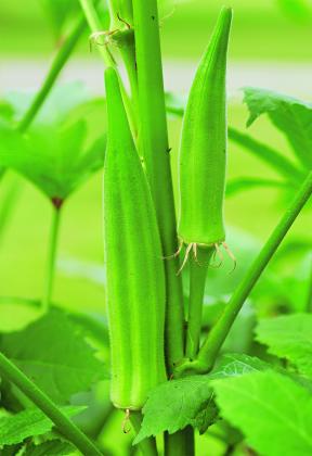 Okra thrives in the summer heat, making it a favorite in Louisiana gardens. Many varieties are available; Clemson Spineless, a popular choice, is pictured here.