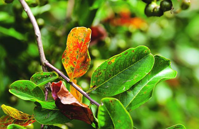 Cercospora leaf spot causes premature fall color and leaf drop in crape myrtles.