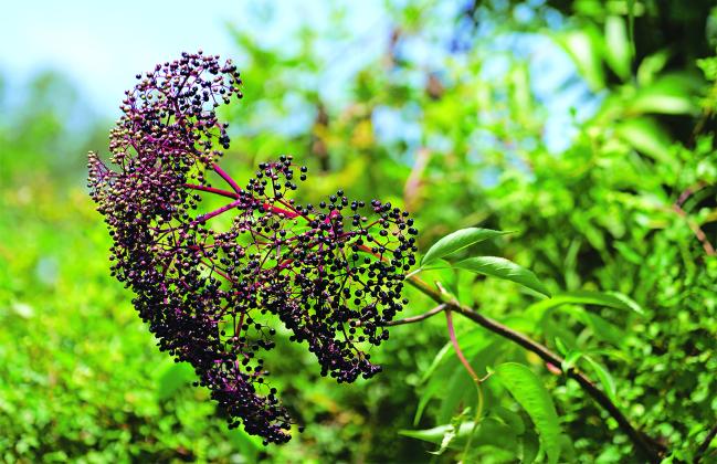 Harvest elderberries when they are dark purple to black. Do not eat green or red elderberries, which are toxic. (Photo by Olivia McClure/LSU AgCenter)