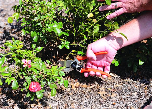 Prune roses by one-third now to encourage fall blooms.