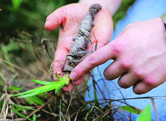 When dividing irises, look for younger, smaller rhizomes that have leaves emerging from their tips. Plant these rhizomes and discard older, larger ones that are not producing new growth. (Photo by Olivia McClure/LSU AgCenter)