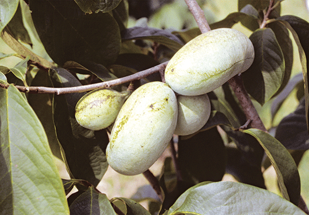 Pawpaw fruit is large, with a unique flavor that reminds some of mango and banana. (LSU AgCenter file photo)