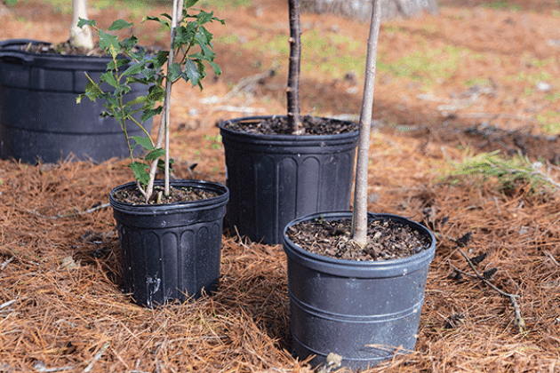 When planting a tree, dig the hole twice as wide as the diameter of the container and only as deep as the height of the container.