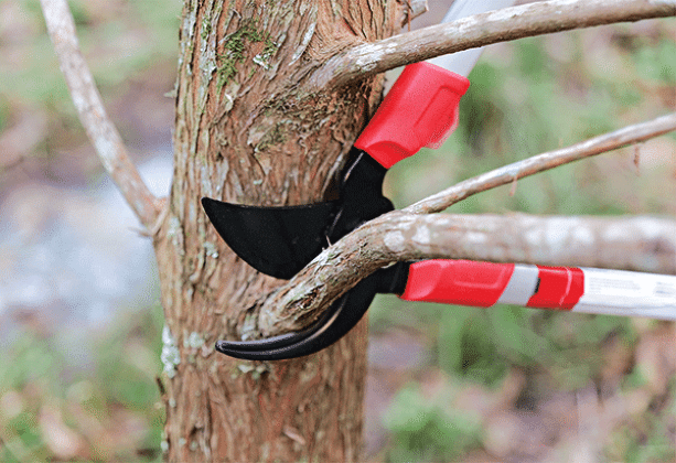 Use sharp loppers to prune branches. Photo by Randy LaBauve/LSU AgCenter