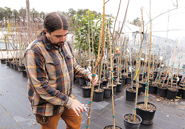 LSU AgCenter fruit and nut specialist Michael Polozola demonstrates pruning a young peach tree to encourage a form that is more conducive to fruit production. (Photo by Olivia McClure/LSU AgCenter)