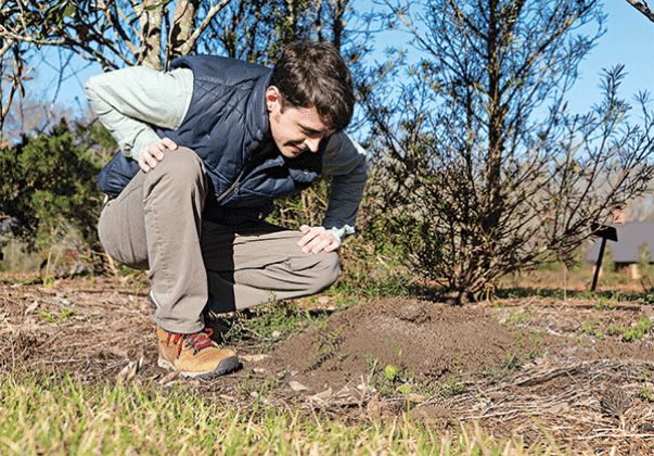 LSU AgCenter entomologist Aaron Ashbrook observes an ant mound at the AgCenter Botanic Gardens at Burden in Baton Rouge.