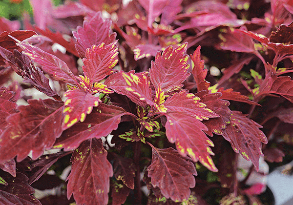Foliage plants such as coleus can add color and texture to the garden.