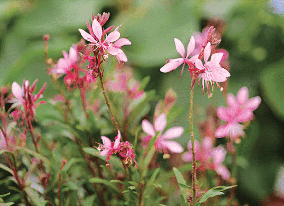 Gaura has dense foliage at its base and tall, delicate stems that bear small flowers. Steffi Dark Rose gaura features pink flowers on shorter plants.