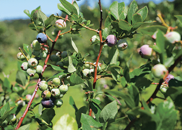 Southern highbush blueberries ripen earlier than rabbiteye blueberries. Photo by Olivia McClure/LSU AgCenter