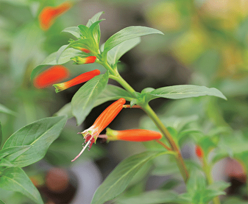 Vermillionaire cuphea’s tubular flowers are the perfect shape and size for hummingbirds’ long beaks and tongues, allowing them to access the plant’s abundant nectar.