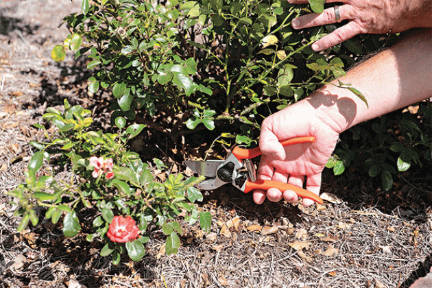 Use bypass pruners to remove up to one-third of the height of a rose bush in late August and early September.