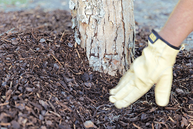 Take care to keep mulch from touching the base of the tree trunk. (Photo by Randy LaBauve/LSU AgCenter)