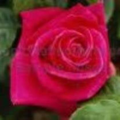 Gail “Tammy” Tamara Blake Taylor