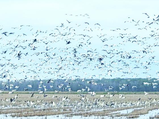 A mixture of geese, including Snow, Blue and Ross’ geese, take flight from a cut and flooded rice field in the Tri-Parish area on a recent day. Goose hunting seasons are still open in St. Landry Parish, which has areas in the Louisiana Department of Wildlife and Fisheries East and West Waterfowl Zones. For more information on the 2025-2026 goose hunting regulations, visit www.wlf.louisiana.gov. (Photo by Claudette Olivier)