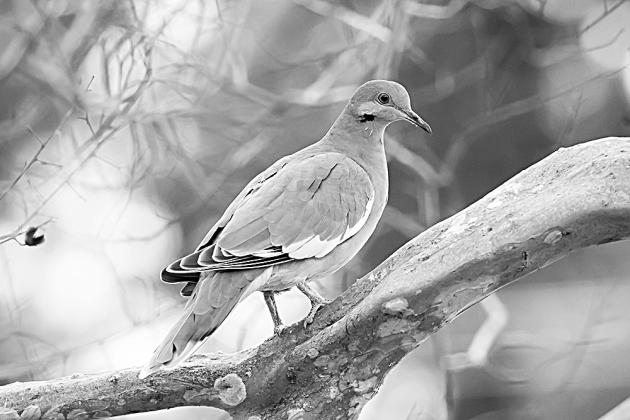 Dove