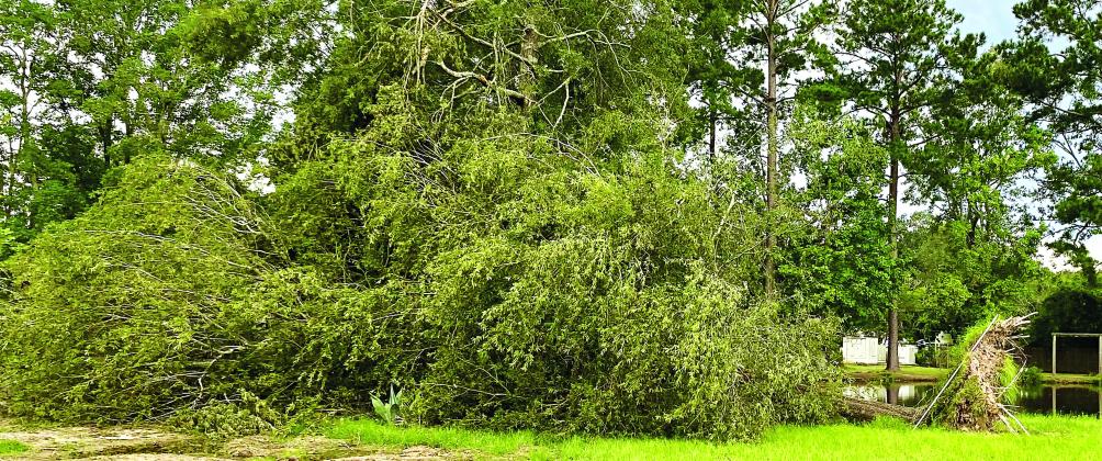 Large willow oak uprooted during Hurricane Ida. (Photo by Heather Kirk-Ballard/LSU AgCenter)