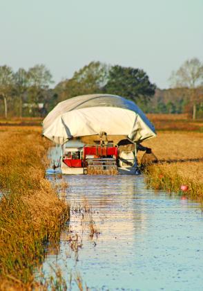 A crawfisher runs crawfish traps in a field just east of Eunice on a recent morning.