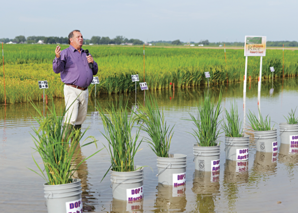 LSU AgCenter rice specialist Ronnie Levy describes the latest studies in the rice agronomy project during the 113th annual Rice Field Day at the H. Rouse Caffey Rice Research Station held recently at the Crowley facility. (Photo by Olivia McClure/LSU AgCenter)