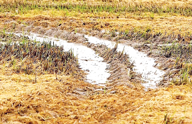 Rutted fields are seen throughout the Louisiana rice belt. (Photo by Craig Gautreaux/LSU AgCenter)