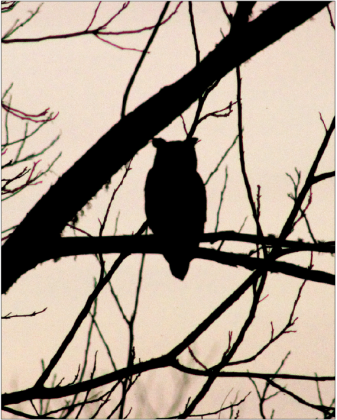 A great horned owl sits in the shadows of a pecan tree in the Tri-Parish area on a recent day. According to the National Audubon Society, the species of owl can be found in every state in the contiguous United States, and the owl has a large size, conspicuous "ear" tufts, a white throat, and horizontal bars on the belly.  (Photo by Claudette Olivier)