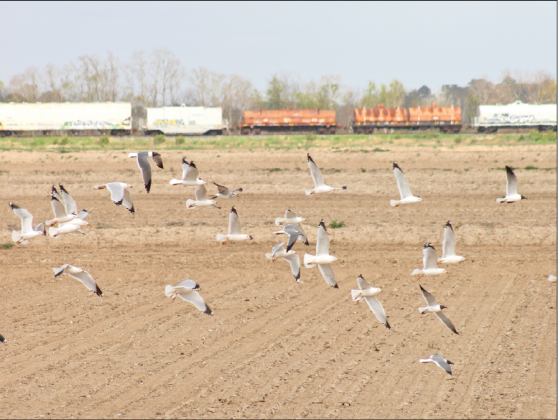 A flock of seagulls takes off from an empty rice field just west of Eunice as a train rolls along the Union Pacific rail line. The shore birds were more than 70 miles from the coast on a recent day. (Photo by Claudette Olivier)