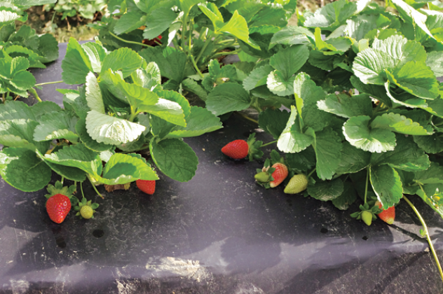 Strawberries are typically grown on plastic or with a thick layer of pine straw to protect plants from strawberries sitting on the soil and rotting. (Photos by Kiki Fontenot/LSU AgCenter)