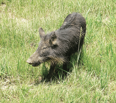 A baby feral pig at the at the LSU AgCenter Bob R. Jones-Idlewild Research Station near Clinton. Feral hogs cause more than $90 million in damage to Louisiana agriculture annually. (Photo by Johnny Morgan/LSU AgCenter)