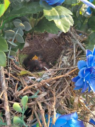 For Mother’s Day weekend, Holli LaFleur received a gift from her late son, Gaige, with bird eggs stashed inside a flower arrangement left on his grave. This week, Holli found new life in the nest – the eggs hatched, with tiny little birds being loved for by their own mother. “It makes me feel like Gaige is showing everyone how amazing he still is,” Holli LaFleur said.