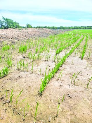 Rice fields across Acadiana are taking on a familiar springtime appearance as farmers have begun establishing permanent floods, transforming freshly planted fields into shallow, reflective landscapes that signal steady crop progress. This field, located near the Eunice Airport, has not yet been flooded for the season. (Photo by Claudette Olivier)