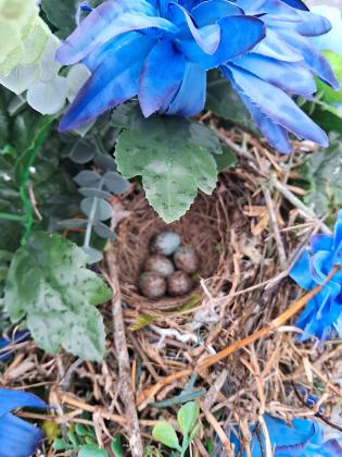 Eggs in nest