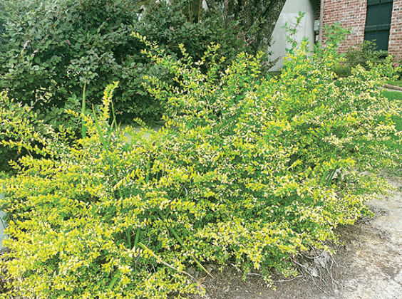 Sunshine Ligustrum is a reliable shrub for year-round interest in the landscape. (Photo by Heather Kirk-Ballard/LSU AgCenter)