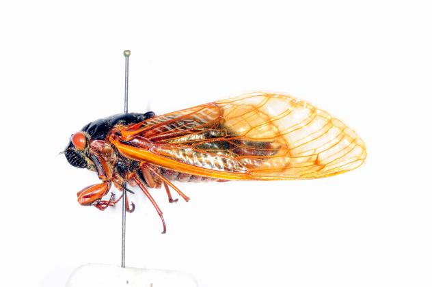 Multiple species of periodical cicadas, including this Magicicada tredecim, have historically existed in Louisiana. Photo courtesy of Louisiana State Arthropod Museum