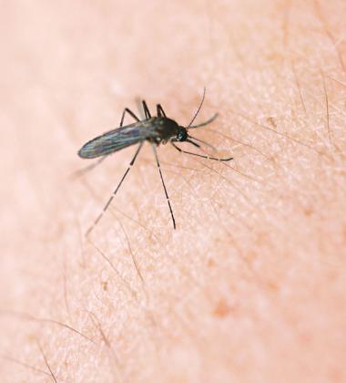 Mosquito