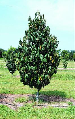 Paw Paw Tree