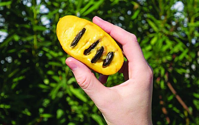 Paw Paw Tree Seeds