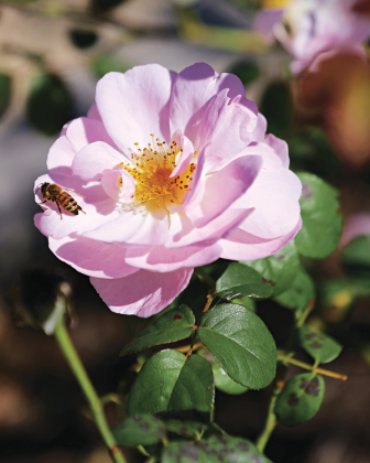 Pollinators like this bee enjoy roses. (Photos by Olivia McClure/LSU AgCenter)