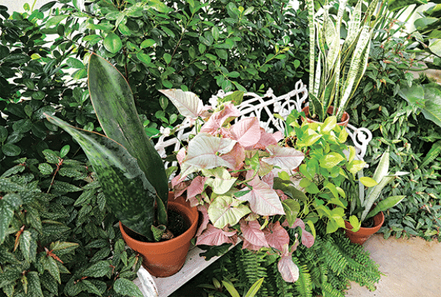 Snake plant, syngonium ivy and pothos ivy are commonly grown as houseplants. (Photos by Randy LaBauve/LSU AgCenter)