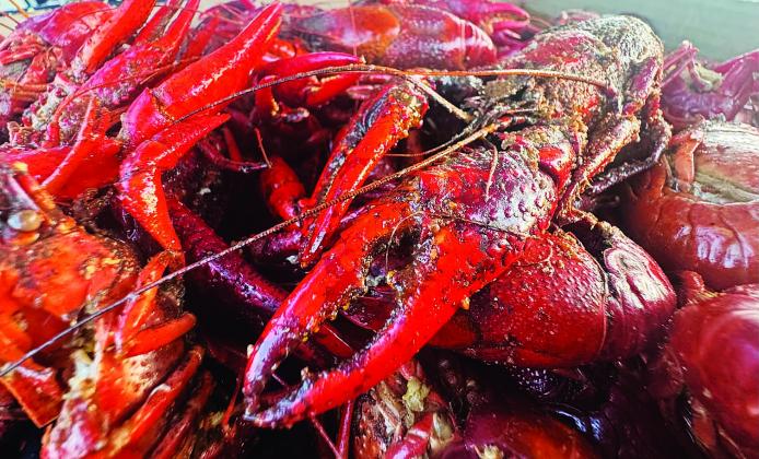 When the Alabama bus drove into the LSUE campus parking lot last Thursday, the team unloaded to the aroma of boiled crawfish and shrimp.  That was only one of several unfair home-field advantages for the Bengals, who were playing host to Shelton State for a shot at a District Championship and trip to the World Series.