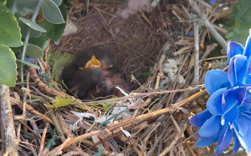For Mother’s Day weekend, Holli LaFleur received a gift from her late son, Gaige, with bird eggs stashed inside a flower arrangement left on his grave. This week, Holli found new life in the nest – the eggs hatched, with tiny little birds being loved for by their own mother. “It makes me feel like Gaige is showing everyone how amazing he still is,” Holli LaFleur said.