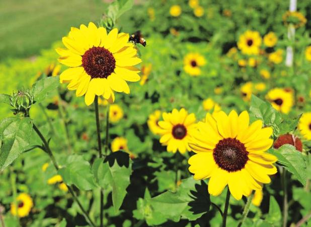 Pollinators love Suncredible yellow sunflowers. (Photo by Heather Kirk-Ballard/LSU Ag-Center)