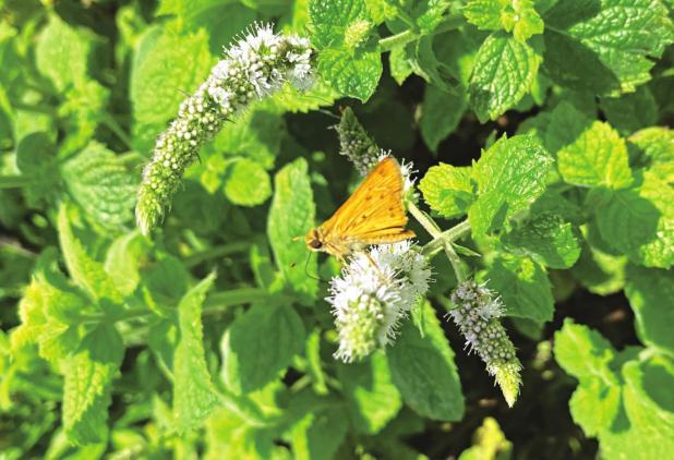 A butterfly visits a mint plant. (Photo by Heather Kirk-Ballard/LSU AgCenter)