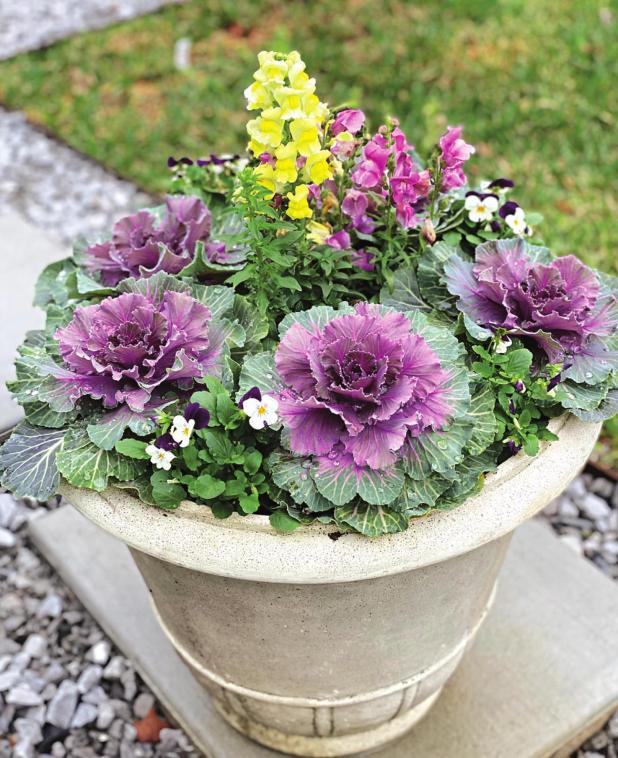 Ornamental kale, snapdragons and sorbet violas make a dazzling plant display for fall and winter. (Photo by Heather Kirk-Ballard/ LSU AgCenter)