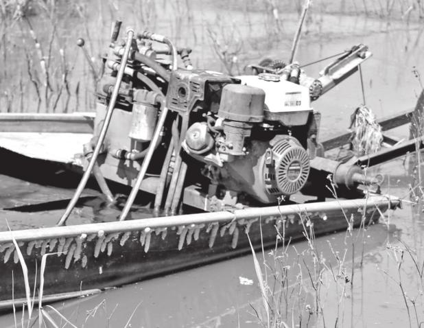 Apple snail egg masses grow on a crawfish boat in St. James Parish. To prevent spreading, AgCenter entomologist Blake Wilson recommends thoroughly cleaning equipment before moving it from infested to non-infested ponds. (Photo by Blake Wilson/LSU AgCenter)
