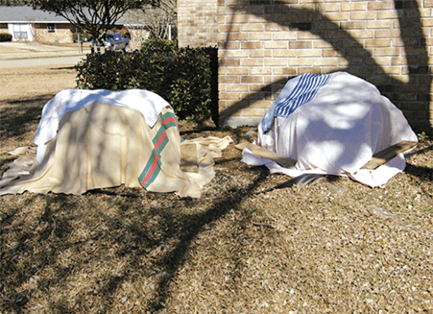 Old blankets cover tender shrubs during a freeze. Notice the pieces of wood holding the cover down at the ground. These ensure the cover doesn’t move, sealing in warmth. (LSU AgCenter file photo)