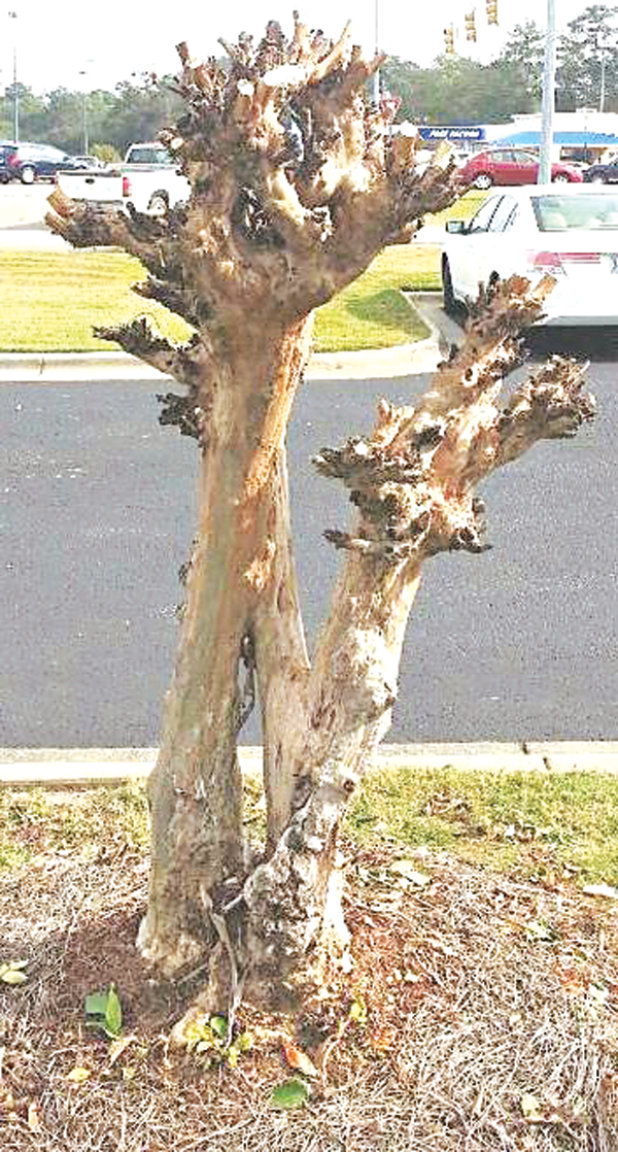 When pruning trees, work with their natural form. Do not butcher trees as has been done to these crape myrtles. (LSU AgCenter file photo by Dan Gill) 