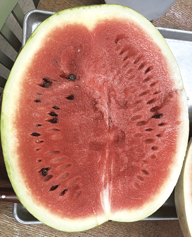 The Red-N-Sweet watermelon has dark red, sweet flesh. It was the last watermelon released from the Calhoun Research Station. Photo by Kerry D. Heafner