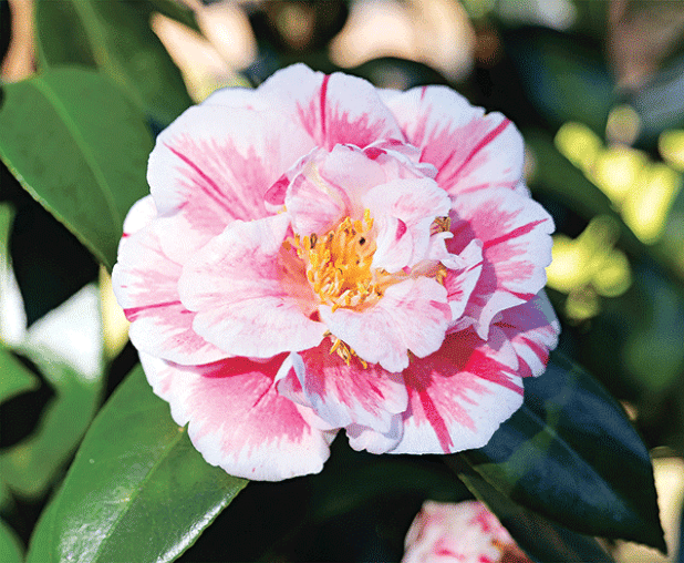 The flowers of many camellia japonica cultivars feature stripes, which are caused by genetic variations. (Photos by Olivia McClure/LSU AgCenter)