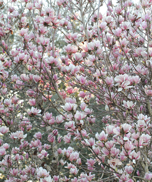 A Japanese magnolia blooms in a display that suggests spring is starting. However, the blooms this year are greeted with temperatures in the 20s. In 2021, the blooms were greeted with an icy storm in February. (Photo by Harlan Kirgan)