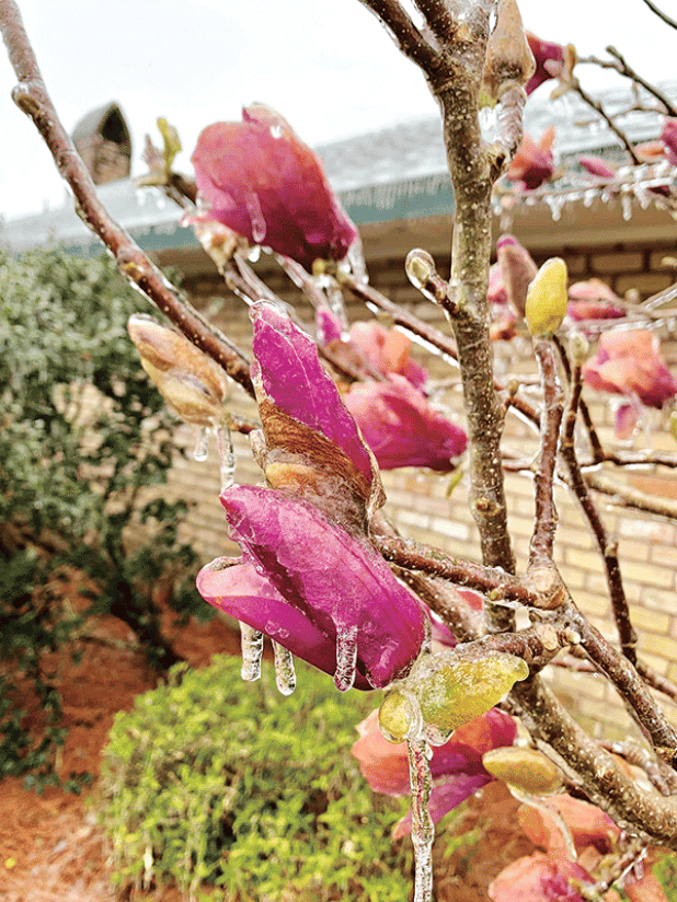 Frozen blooms of Japanese magnolias will become mushy when ice thaws. (LSU AgCenter file photo)