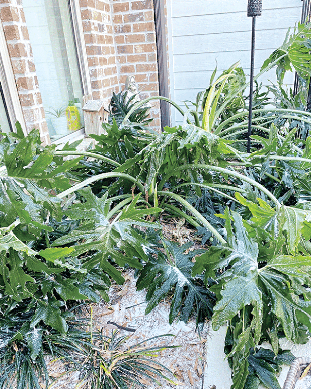 Sensitive plants such as tropical plants will suffer from freezing temperatures. Wait to prune until the spring when all danger of freezing has passed.